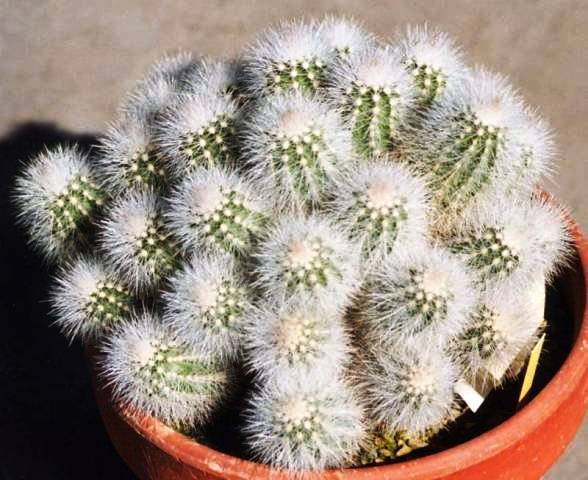 Echinocereus_nivosus